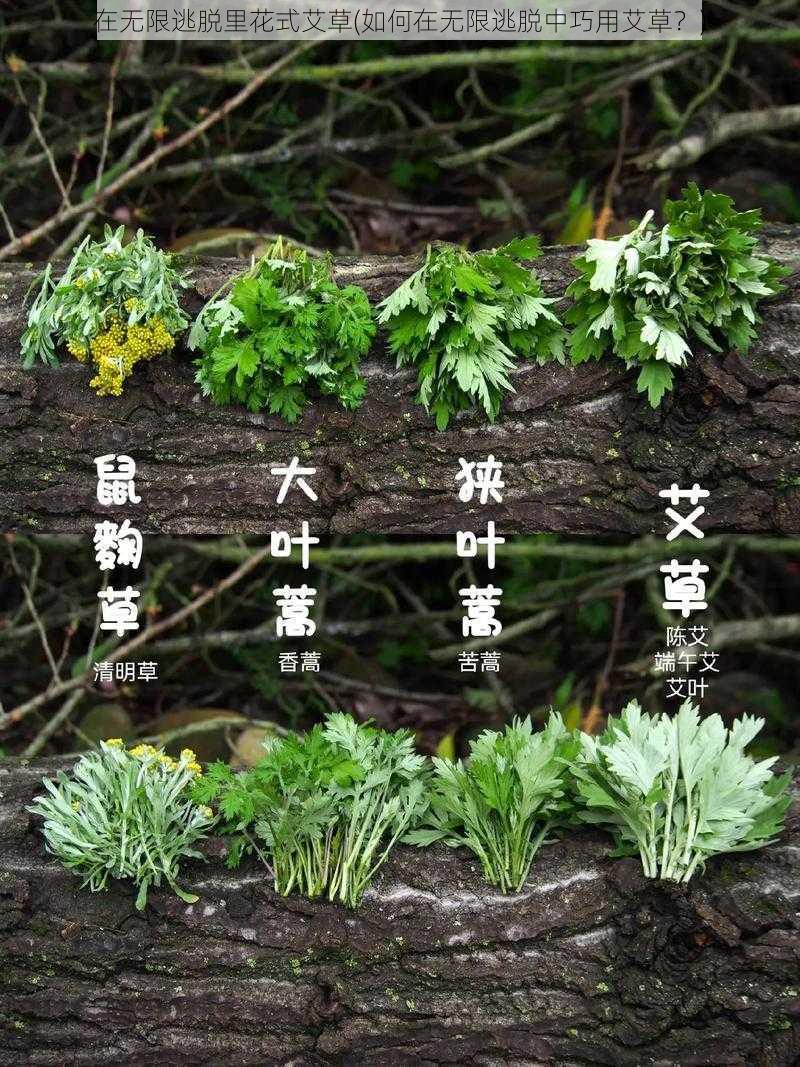 在无限逃脱里花式艾草(如何在无限逃脱中巧用艾草？)