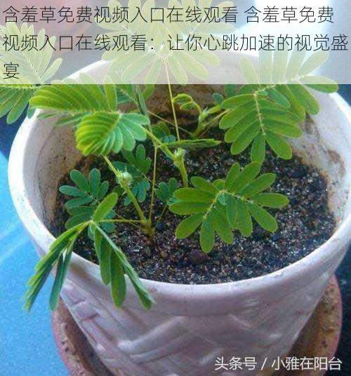 含羞草免费视频入口在线观看 含羞草免费视频入口在线观看：让你心跳加速的视觉盛宴