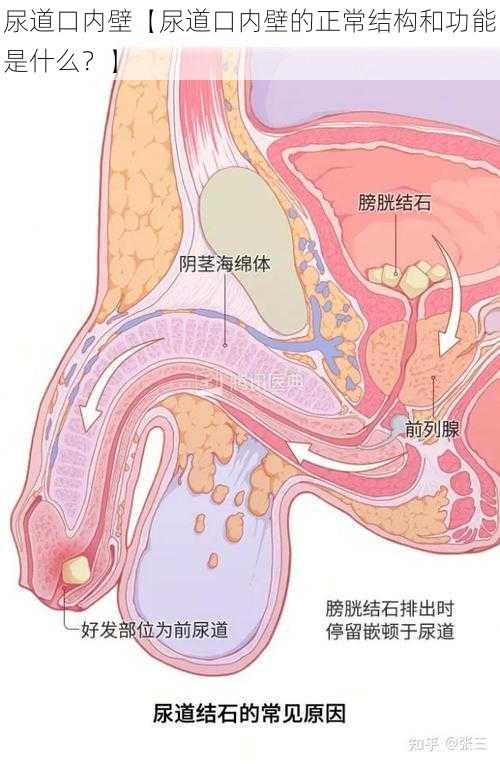 尿道口内壁【尿道口内壁的正常结构和功能是什么?】