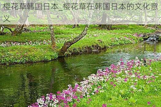 樱花草韩国日本_樱花草在韩国日本的文化意义