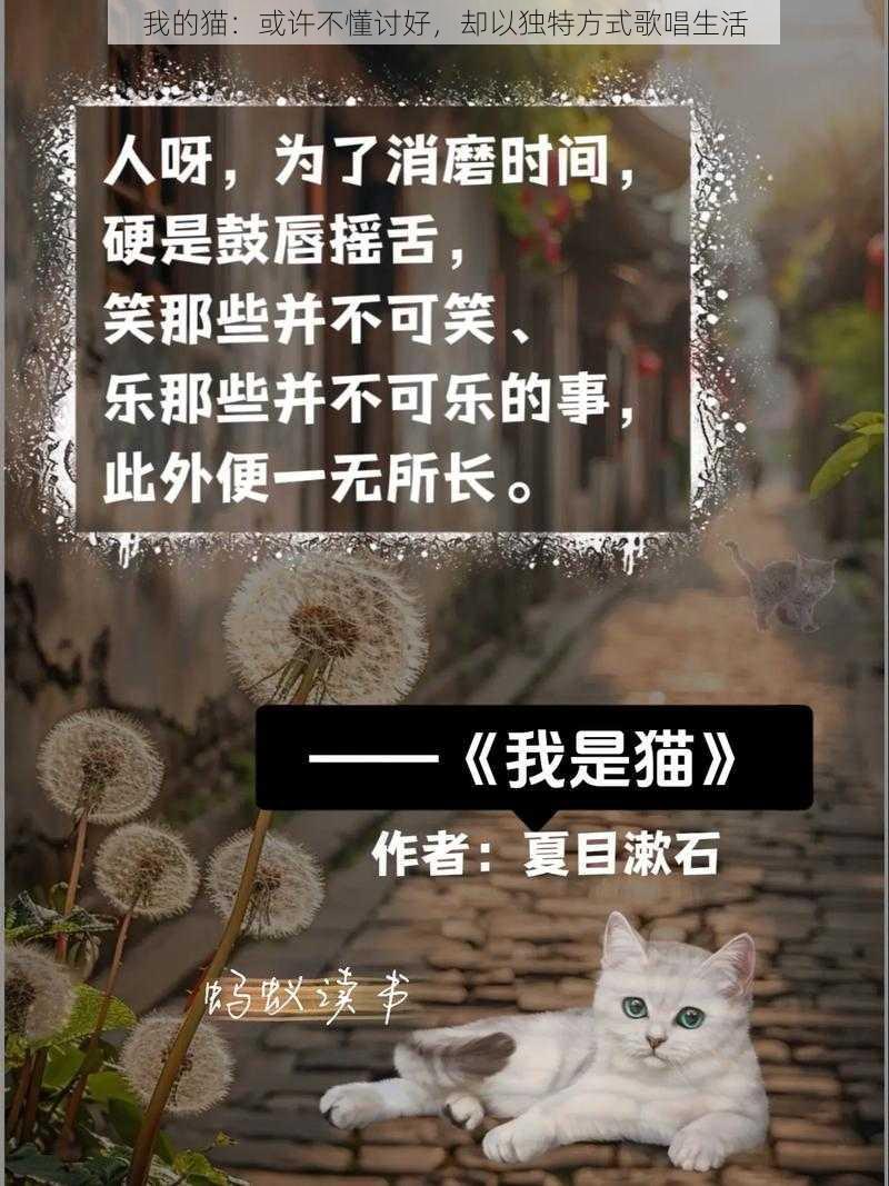 我的猫:或许不懂讨好,却以独特方式歌唱生活