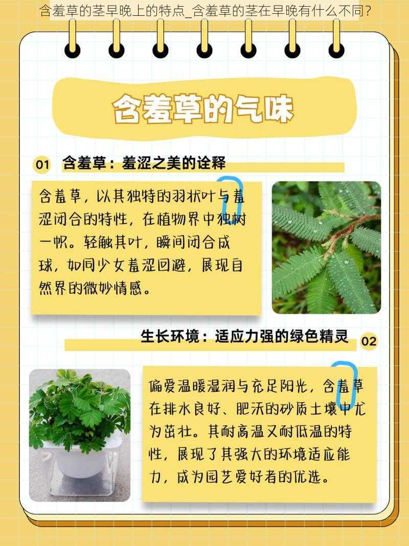 含羞草的茎早晚上的特点_含羞草的茎在早晚有什么不同？