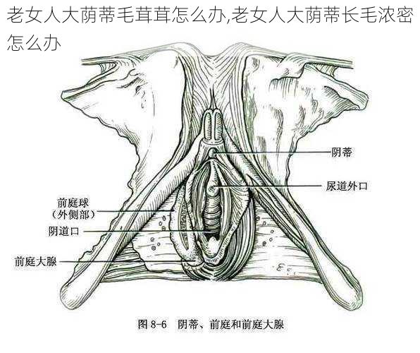 老女人大荫蒂毛茸茸怎么办,老女人大荫蒂长毛浓密怎么办