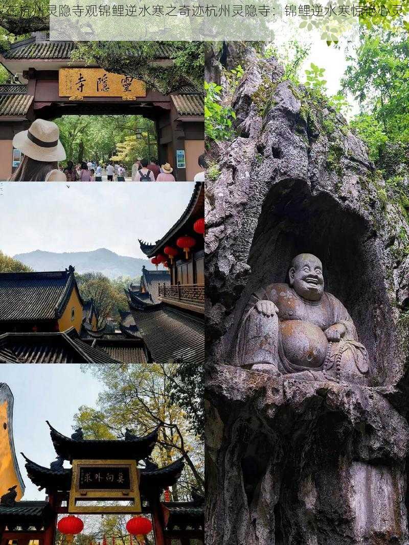 在杭州灵隐寺观锦鲤逆水寒之奇迹杭州灵隐寺：锦鲤逆水寒惊艳心灵之旅