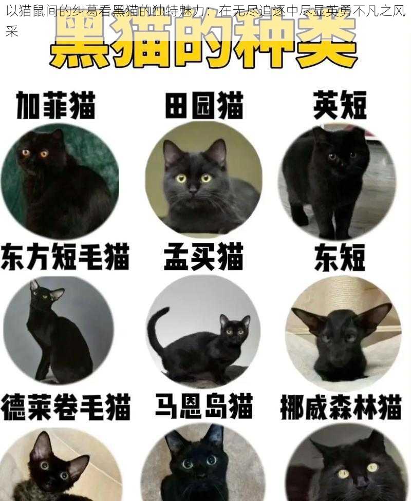 以猫鼠间的纠葛看黑猫的独特魅力：在无尽追逐中尽显英勇不凡之风采