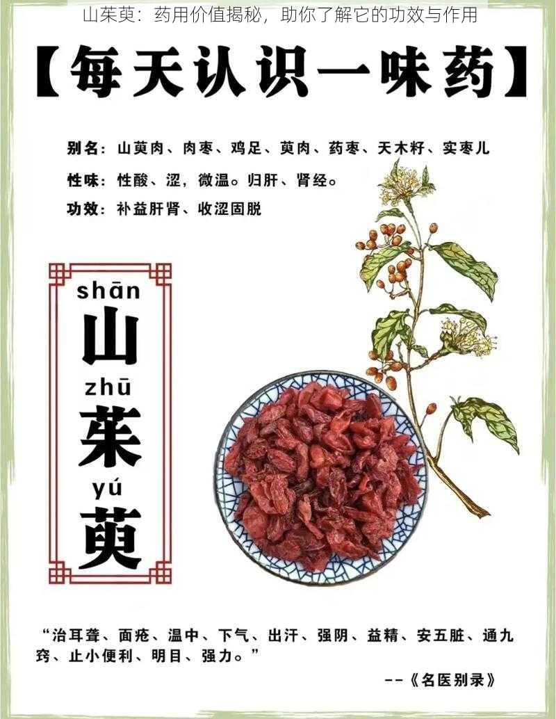 山茱萸：药用价值揭秘，助你了解它的功效与作用