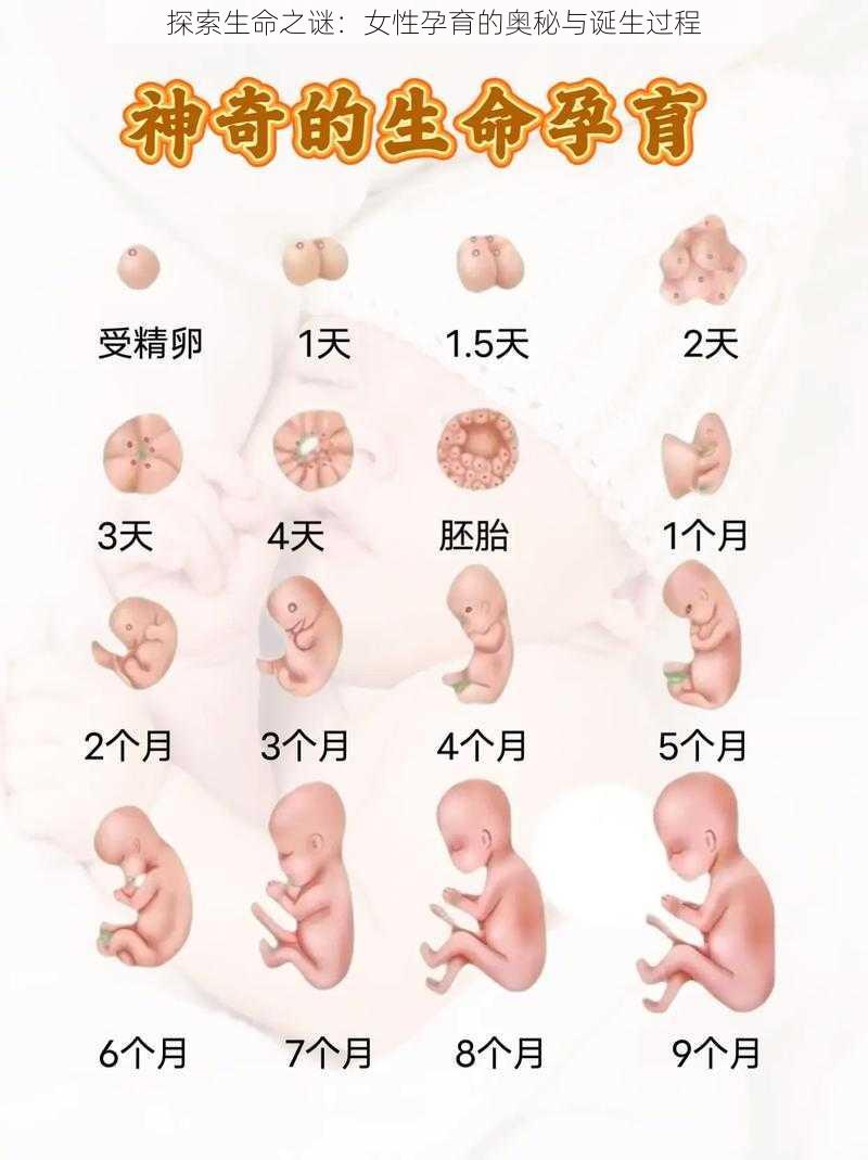 探索生命之谜：女性孕育的奥秘与诞生过程