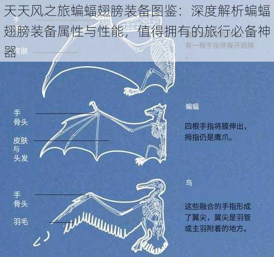 天天风之旅蝙蝠翅膀装备图鉴：深度解析蝙蝠翅膀装备属性与性能，值得拥有的旅行必备神器